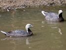 Emperor Goose (WWT Slimbridge July 2013) - pic by Nigel Key